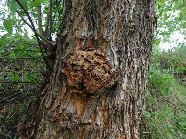 Nádor na kmeni maklury oranžové (Maclura pomifera (Raf.) C.K. Schneid.) (2)