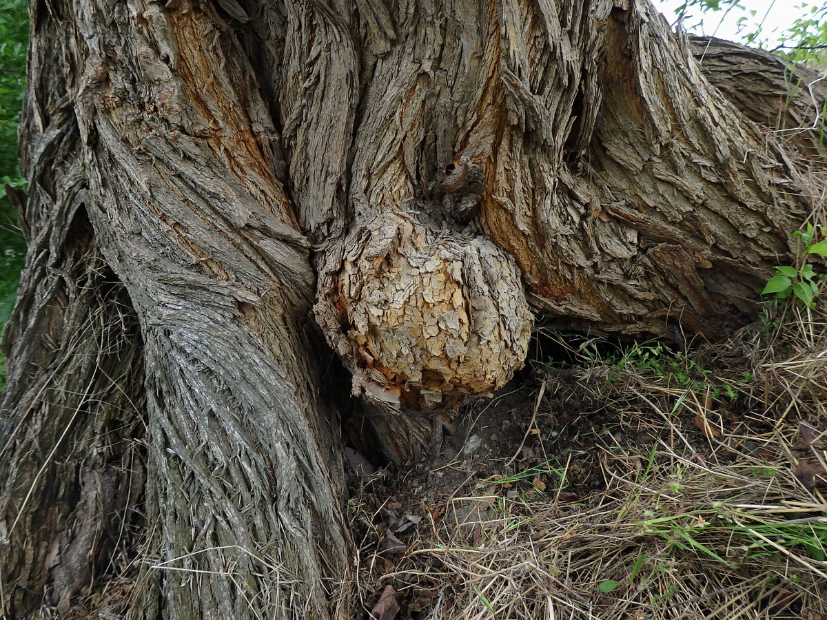 Nádor na kmeni maklury oranžové (Maclura pomifera (Raf.) C.K. Schneid.) (3a)