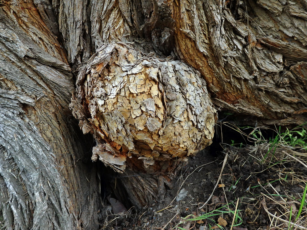 Nádor na kmeni maklury oranžové (Maclura pomifera (Raf.) C.K. Schneid.) (3b)