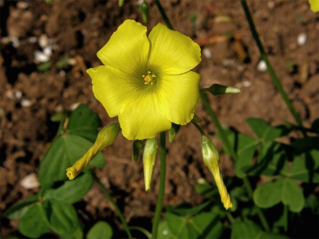 Šťavel kozí noha (Oxalis pes-caprae L.)