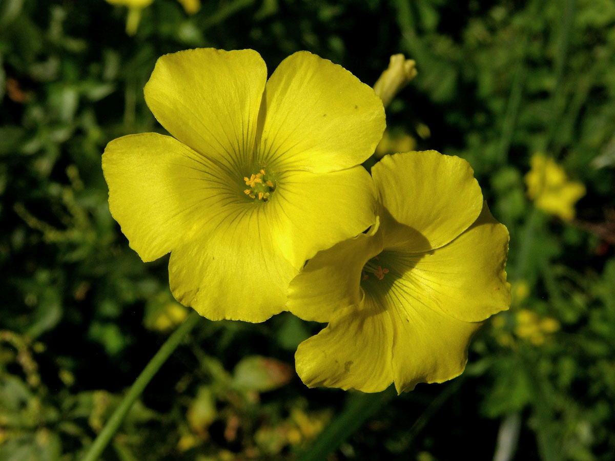 Šťavel kozí noha (Oxalis pes-caprae L.)