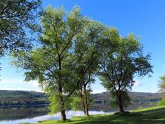 Topol černý (Populus nigra L.)