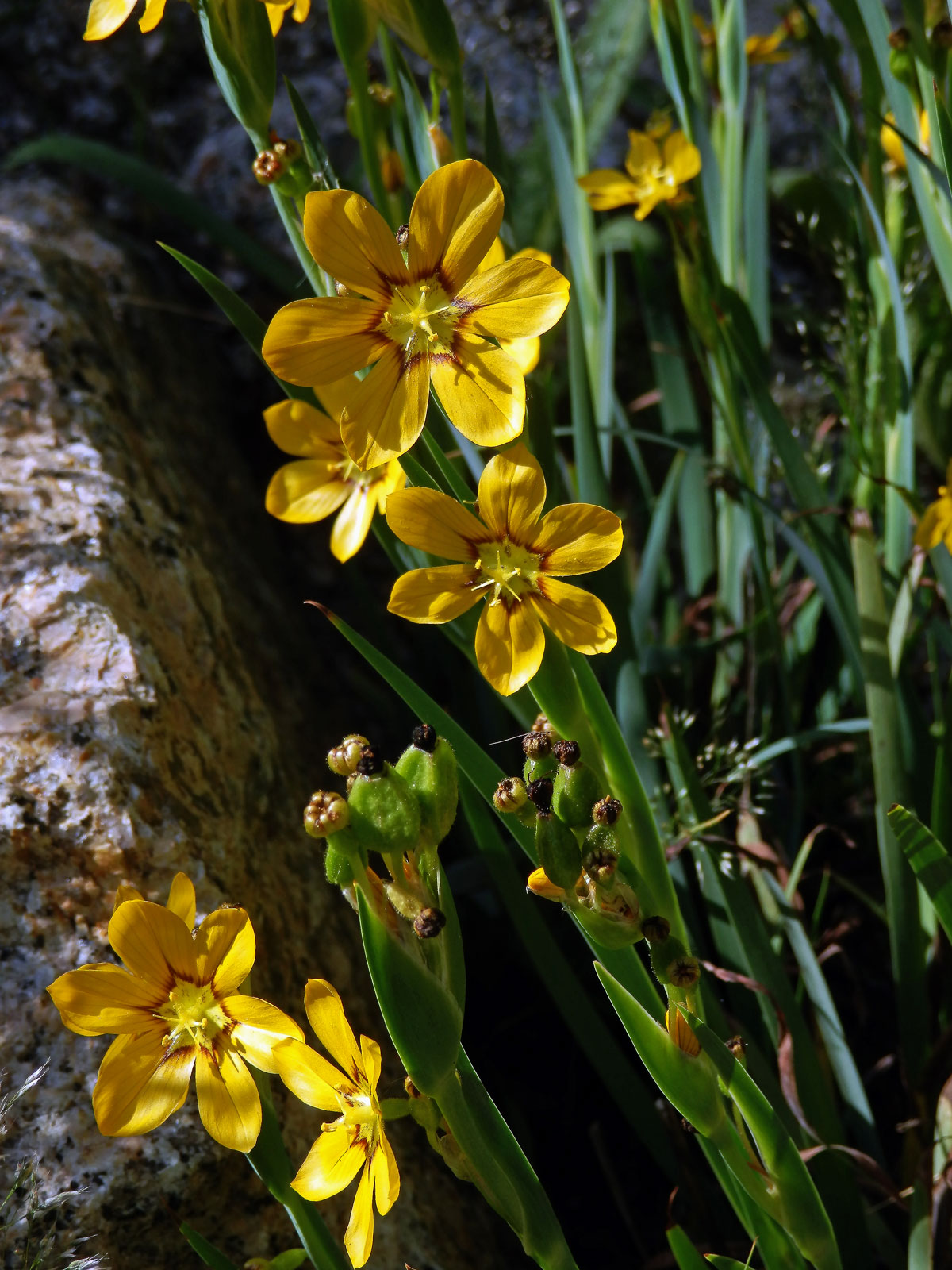 Badil velkoplodý (Sisyrinchium macrocarpum Hieron.)