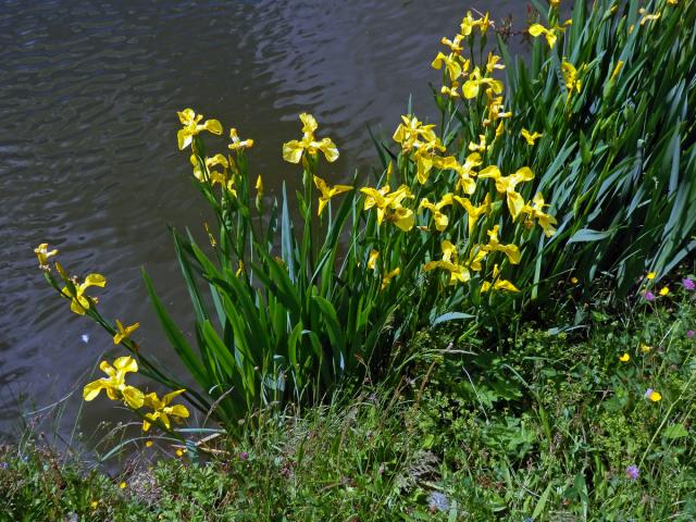 Kosatec žlutý (Iris pseudacorus L.)