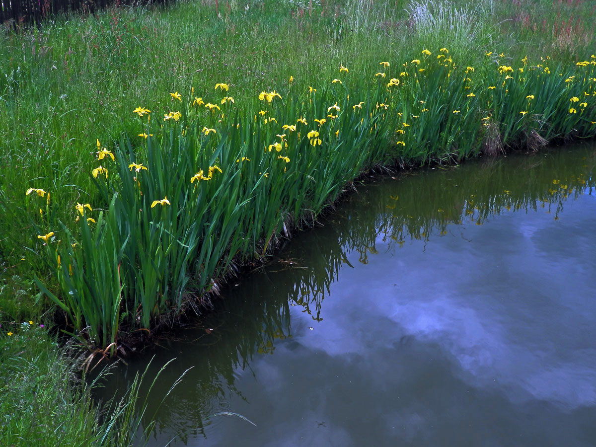 Kosatec žlutý (Iris pseudacorus L.)