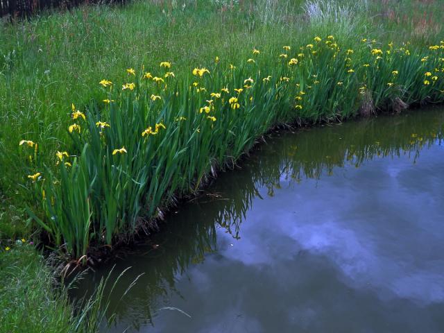 Kosatec žlutý (Iris pseudacorus L.)