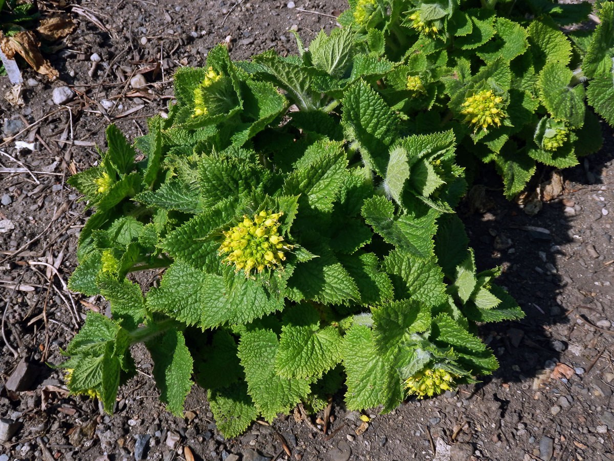 Krtičník zlatožlutý (Scrophularia chrysantha Jaub. & Spach)