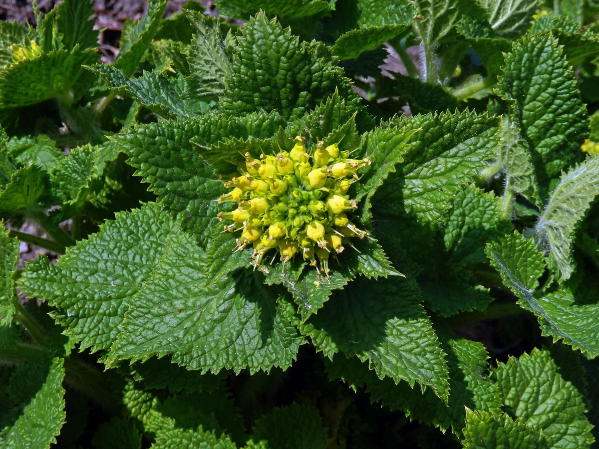 Krtičník zlatožlutý (Scrophularia chrysantha Jaub. & Spach)