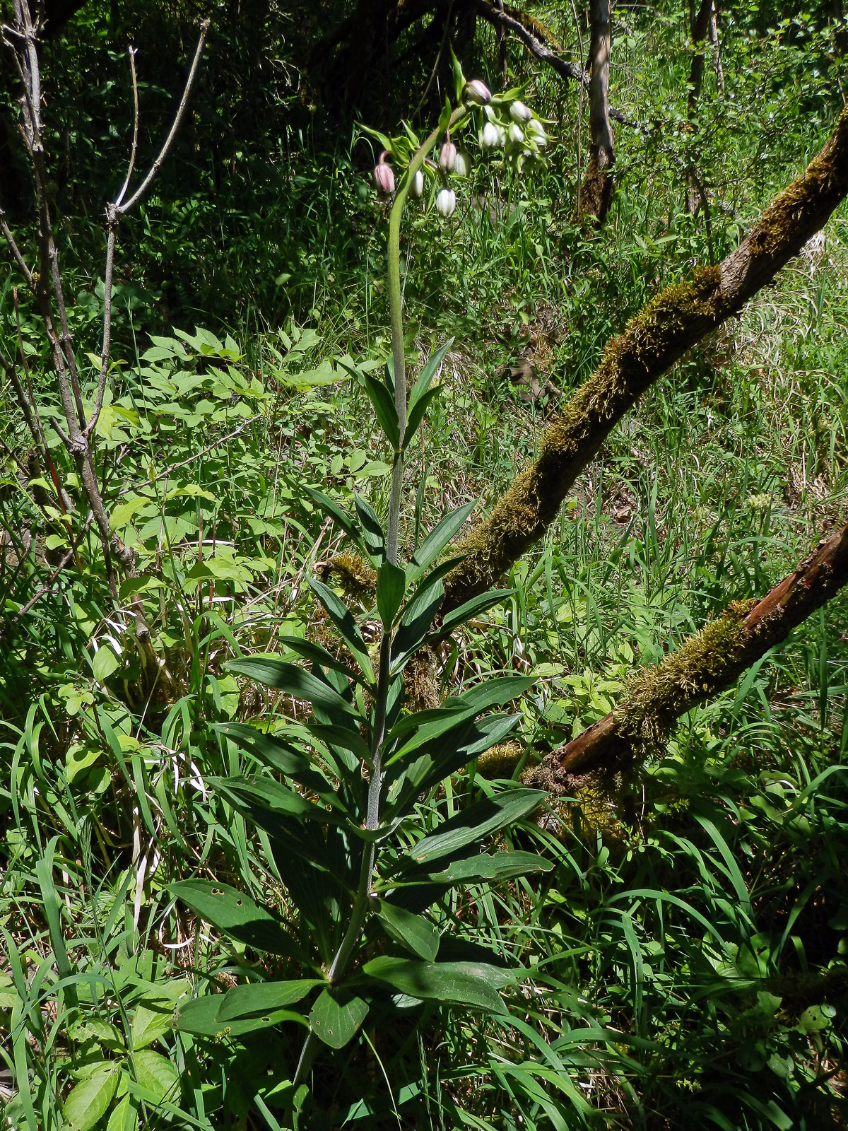 Lilie zlatohlavá (Lilium martagon L.)