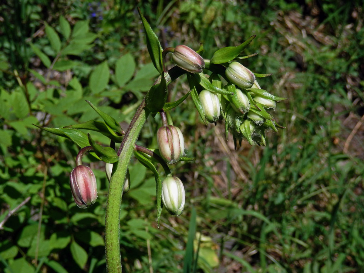 Lilie zlatohlavá (Lilium martagon L.)