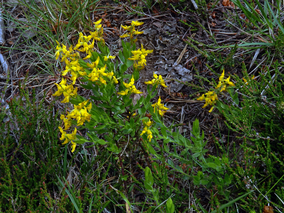 Kručinka německá (Genista germanica L.)