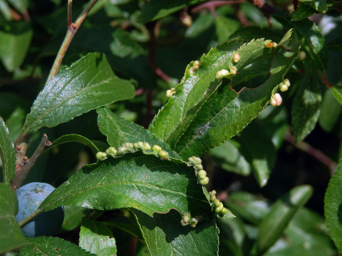 Hálky vlnovníka trnkového Eriophyes similis, slivoň trnka