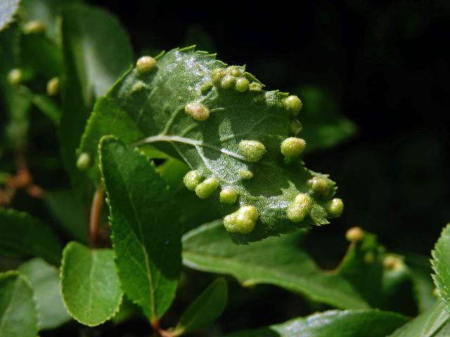 Hálky vlnovníka trnkového Eriophyes similis, slivoň trnka