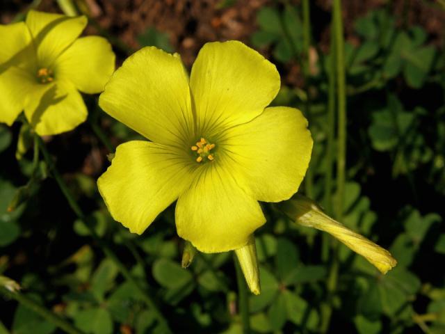 Šťavel kozí noha (Oxalis pes-caprae L.)