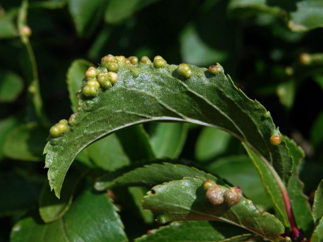 Hálky vlnovníka trnkového Eriophyes similis, slivoň trnka