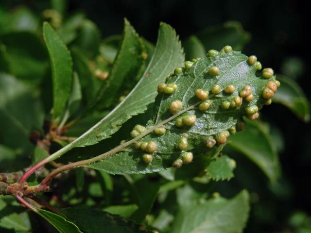 Hálky vlnovníka trnkového Eriophyes similis, slivoň trnka