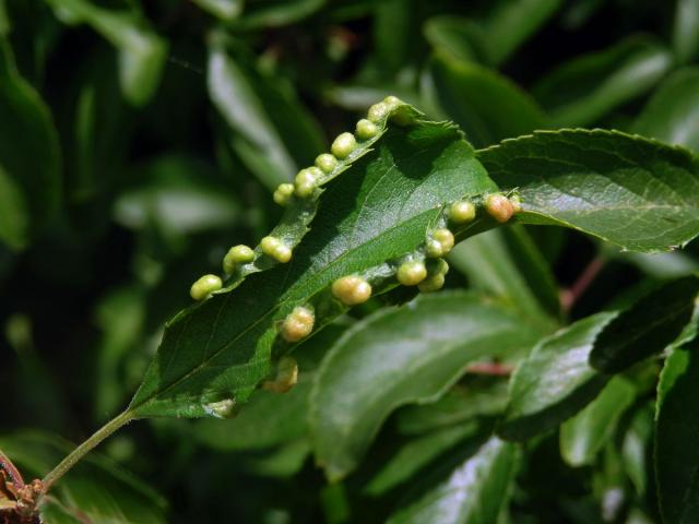 Hálky vlnovníka trnkového Eriophyes similis, slivoň trnka