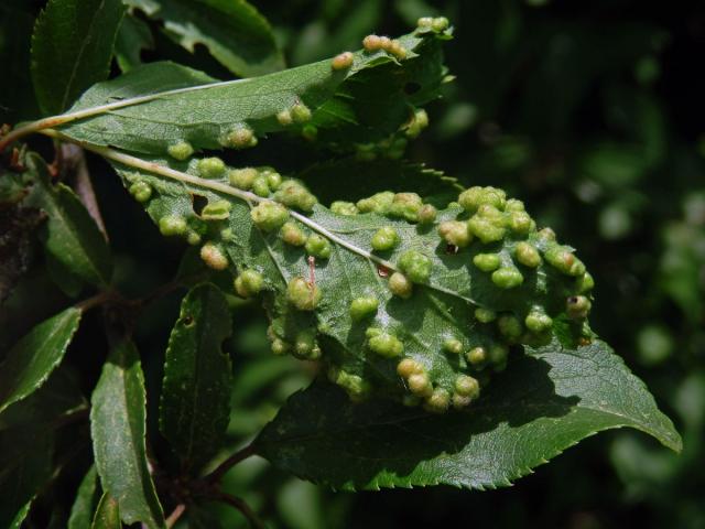 Hálky vlnovníka trnkového Eriophyes similis, slivoň trnka