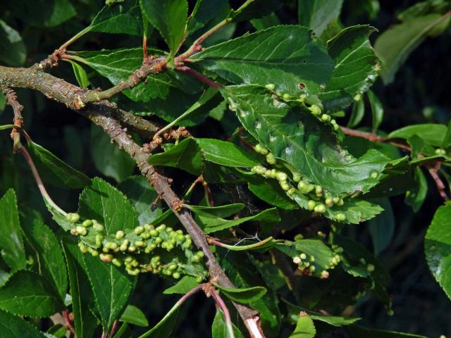 Hálky vlnovníka trnkového Eriophyes similis, slivoň trnka