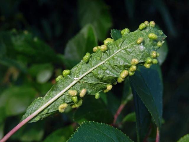 Hálky vlnovníka trnkového Eriophyes similis, slivoň trnka