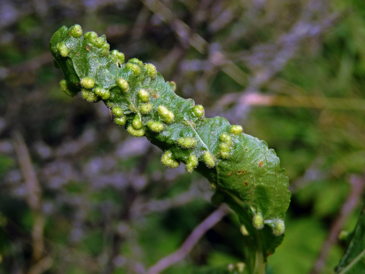 Hálky vlnovníka trnkového Eriophyes similis, slivoň trnka