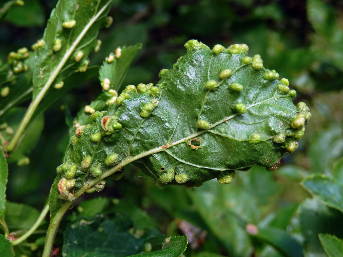 Hálky vlnovníka trnkového Eriophyes similis, slivoň trnka