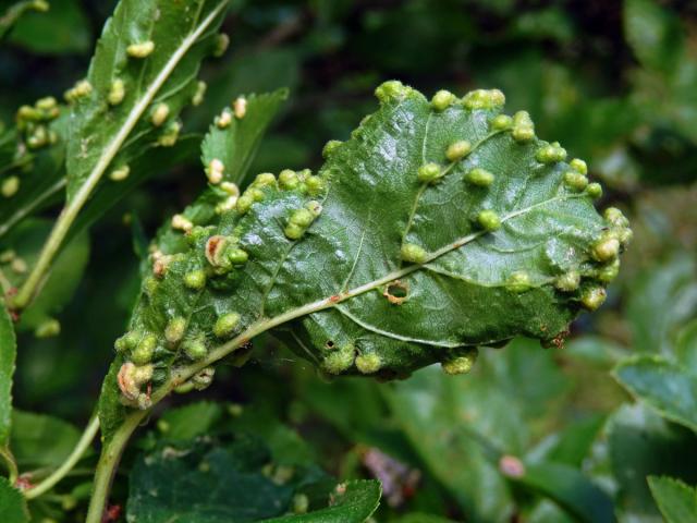 Hálky vlnovníka trnkového Eriophyes similis, slivoň trnka