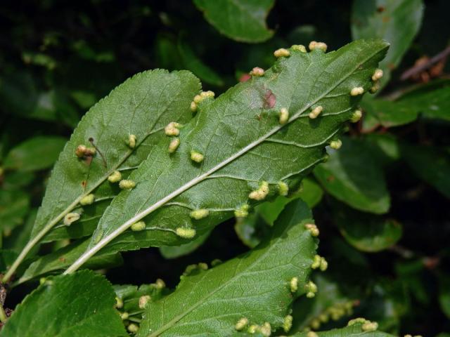 Hálky vlnovníka trnkového Eriophyes similis, slivoň trnka