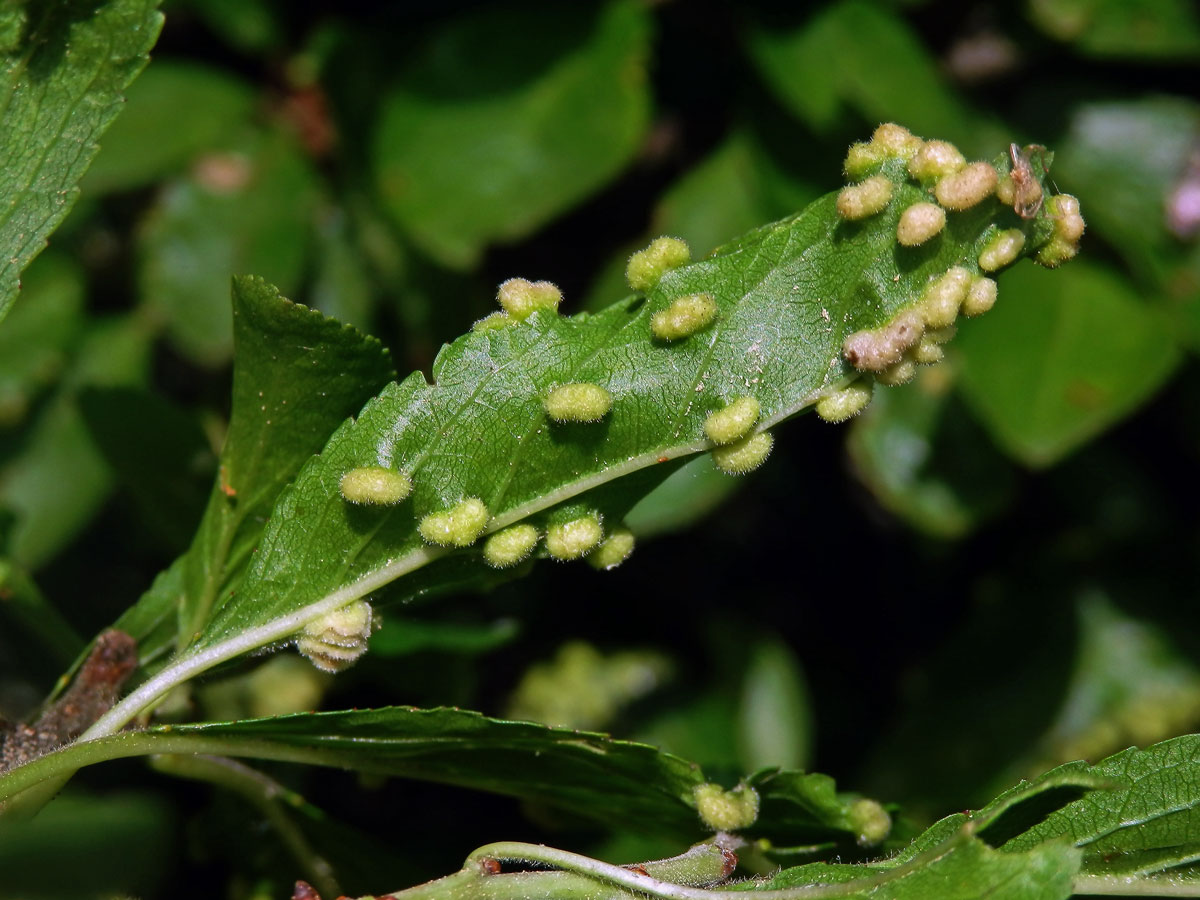 Hálky vlnovníka trnkového Eriophyes similis, slivoň trnka