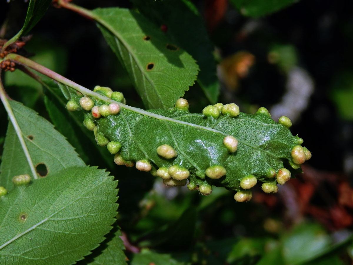 Hálky vlnovníka trnkového Eriophyes similis, slivoň trnka