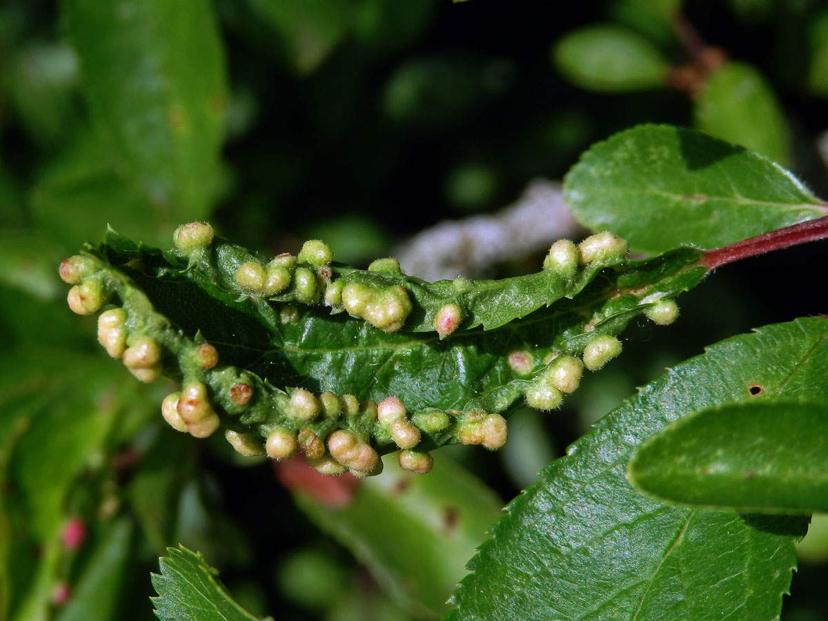 Hálky vlnovníka trnkového Eriophyes similis, slivoň trnka