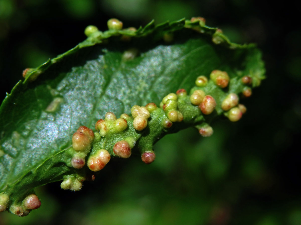 Hálky vlnovníka trnkového Eriophyes similis, slivoň trnka