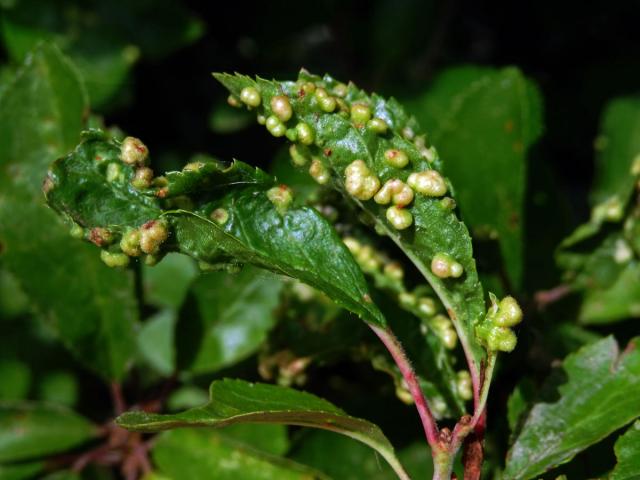 Hálky vlnovníka trnkového Eriophyes similis, slivoň trnka