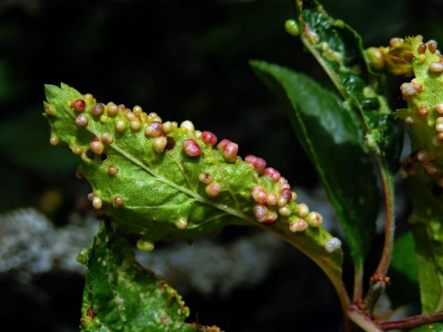 Hálky vlnovníka trnkového Eriophyes similis, slivoň trnka