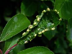 Hálky vlnovníka trnkového Eriophyes similis, slivoň trnka