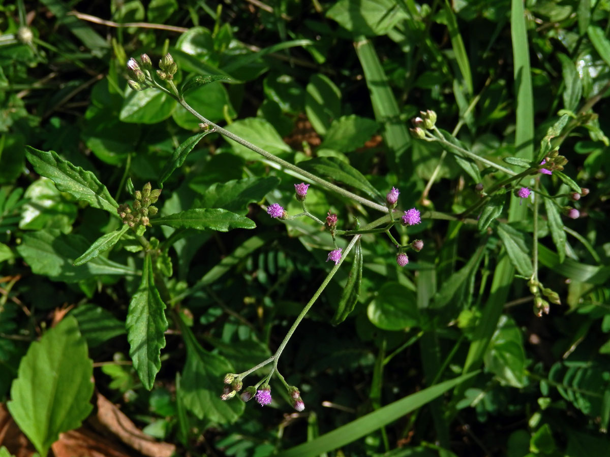 Cyanthillium cinereum (L.) H. E. Robins.