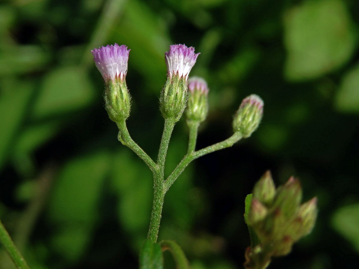 Cyanthillium cinereum (L.) H. E. Robins.