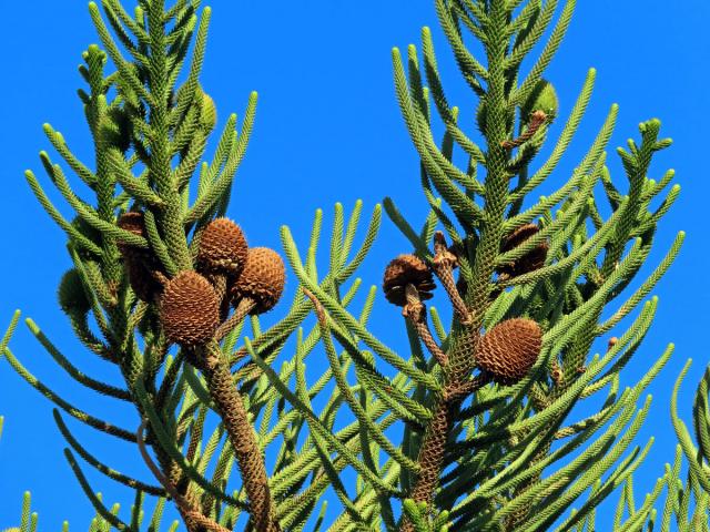 Blahočet ztepilý (Araucaria heterophylla (Salisb.) Franco)