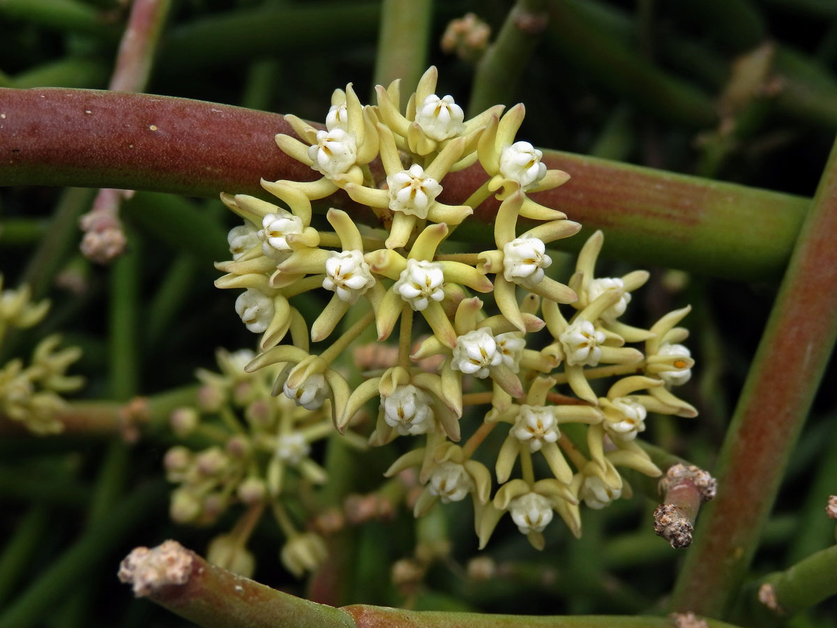 Cynachum viminale (L.) Bassi