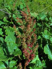 Šťovík alpský (Rumex alpinus L.)