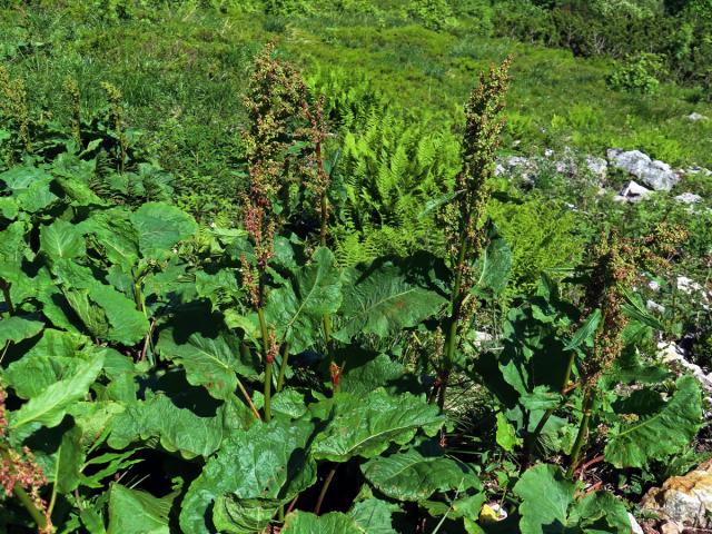 Šťovík alpský (Rumex alpinus L.)