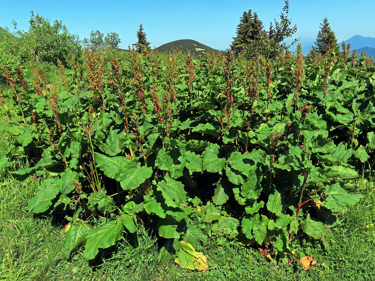 Šťovík alpský (Rumex alpinus L.)