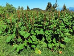 Šťovík alpský (Rumex alpinus L.)