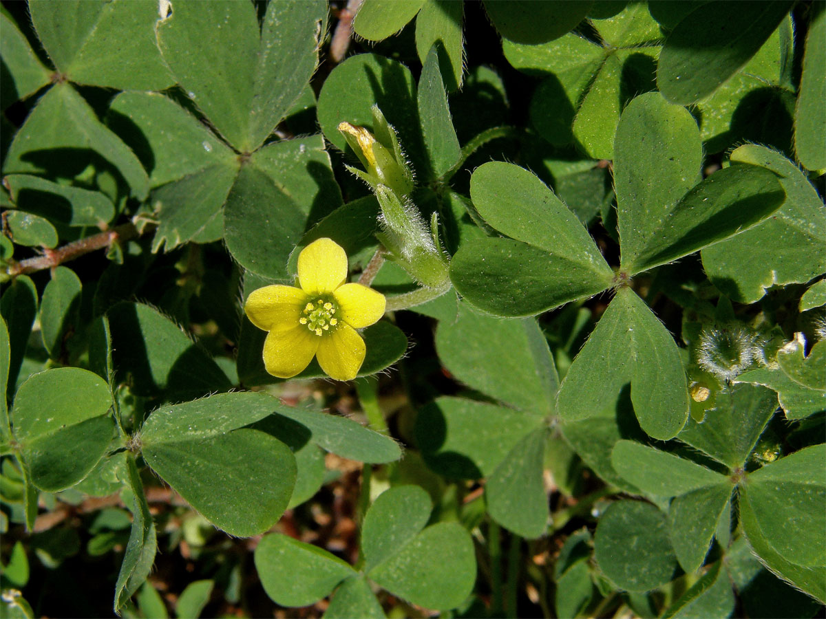 Šťavel prérijní (Oxalis dillenii Jacq.)