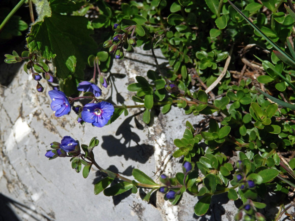 Rozrazil keříčkatý (Veronica fructicans Jacq.)