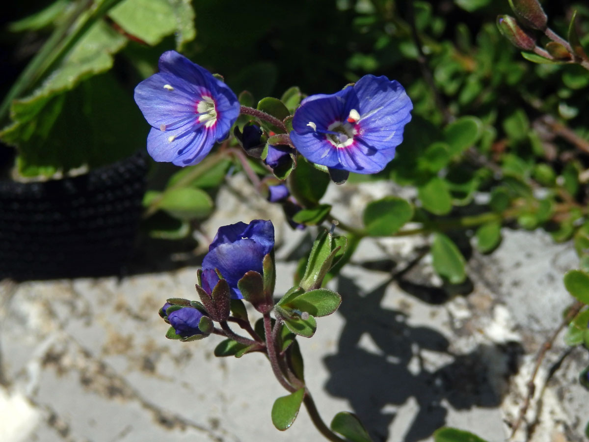 Rozrazil keříčkatý (Veronica fructicans Jacq.)