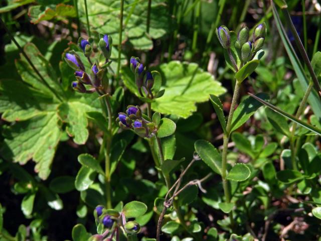 Rozrazil keříčkatý (Veronica fructicans Jacq.)