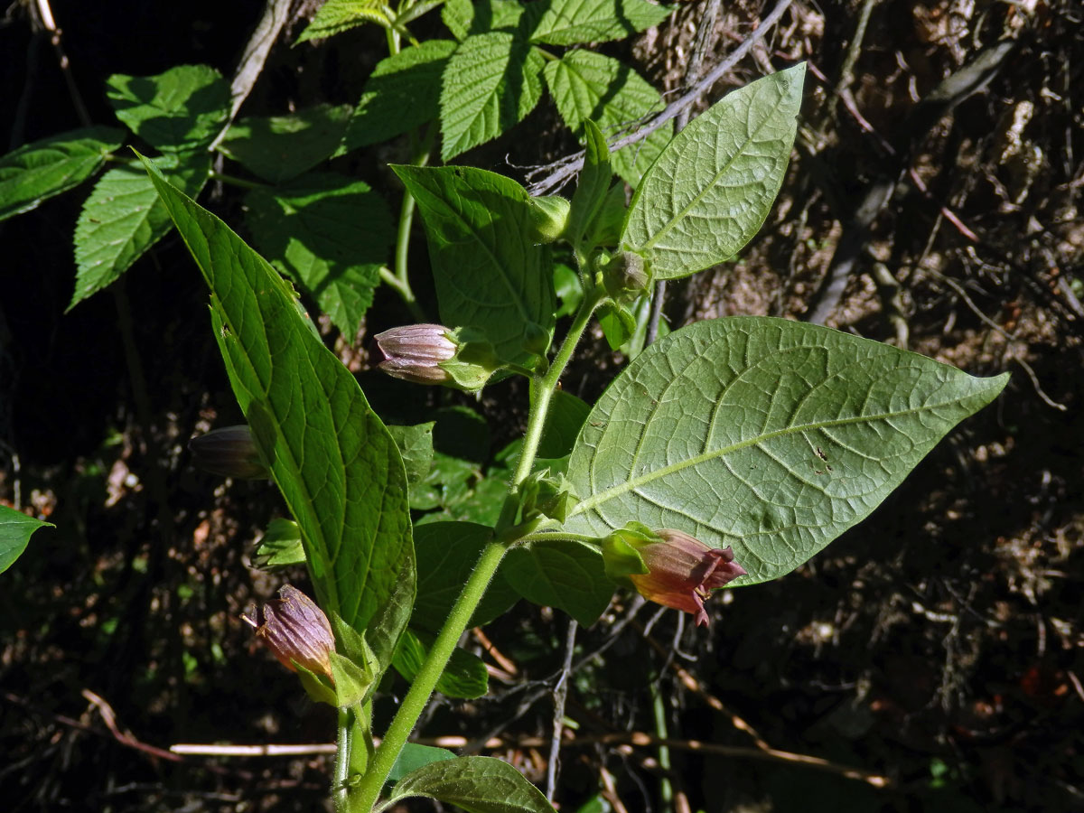 Rulík zlomocný (Atropa bella-donna L.)