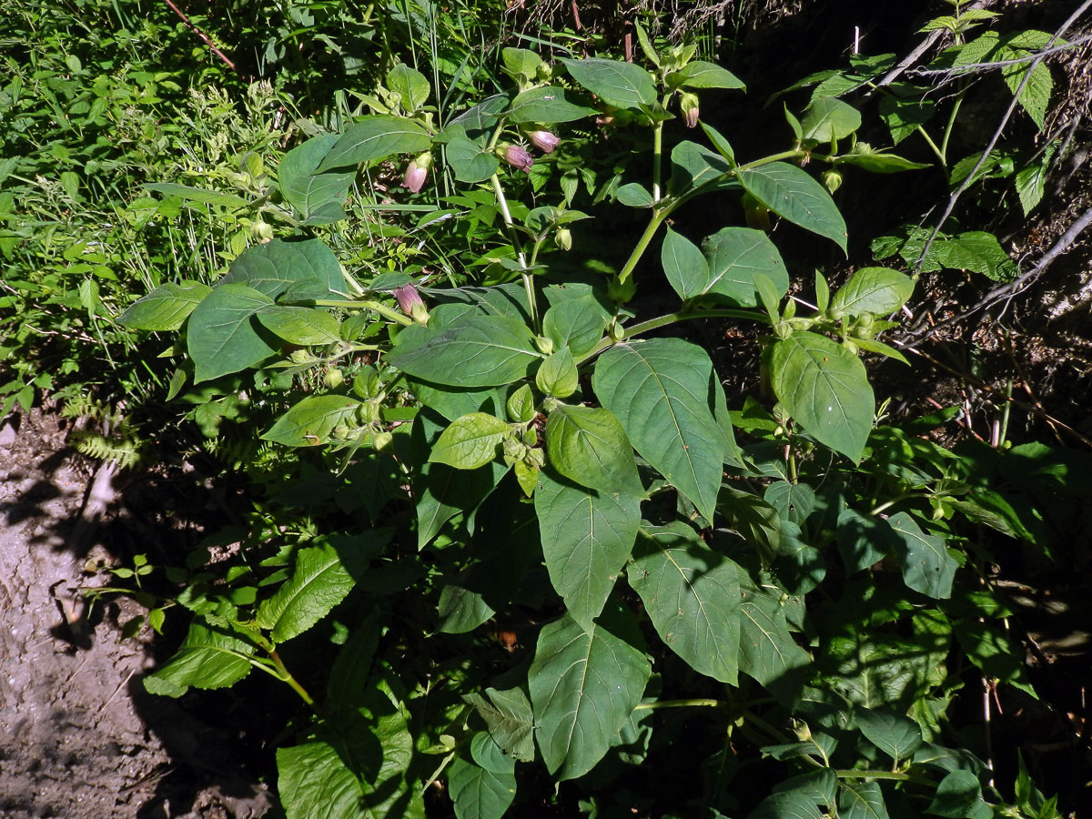 Rulík zlomocný (Atropa bella-donna L.)