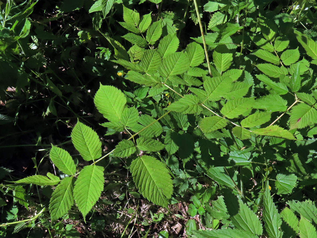 Udatna lesní (Aruncus vulgaris Rafin.)